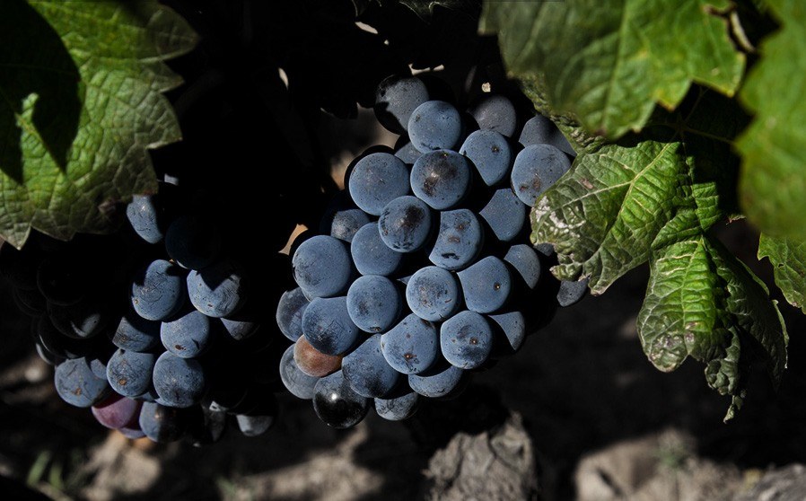 Celler Roig Parals