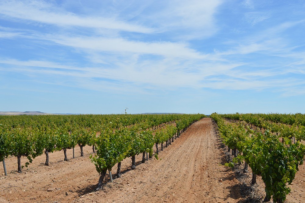 BODEGAS DIEZ GOMEZ WINE MIXOLOGY