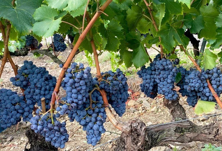 Celler VID'A