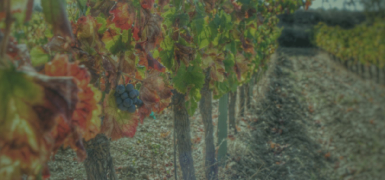 Celler Devinssi