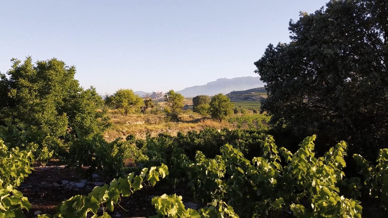 HOPLITAWINES