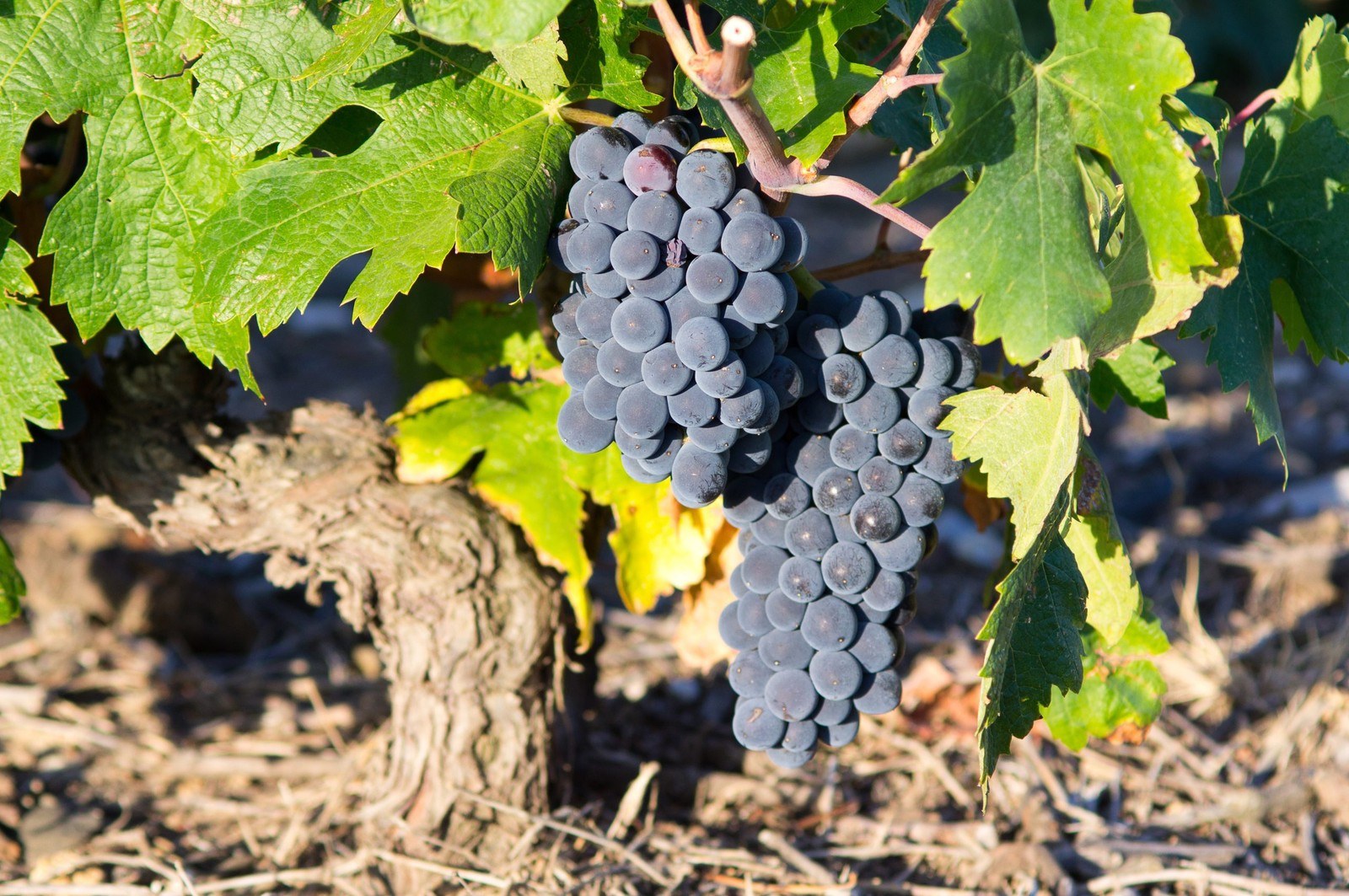 Viña Costeira Bodega