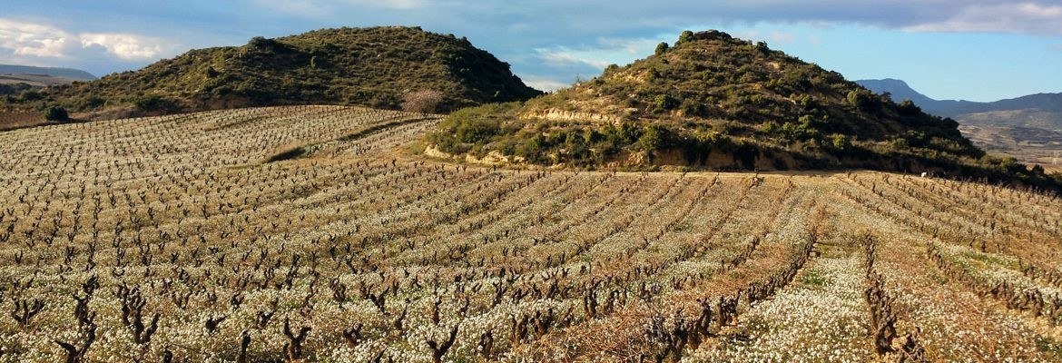 Berarte Viñedos y Bodegas