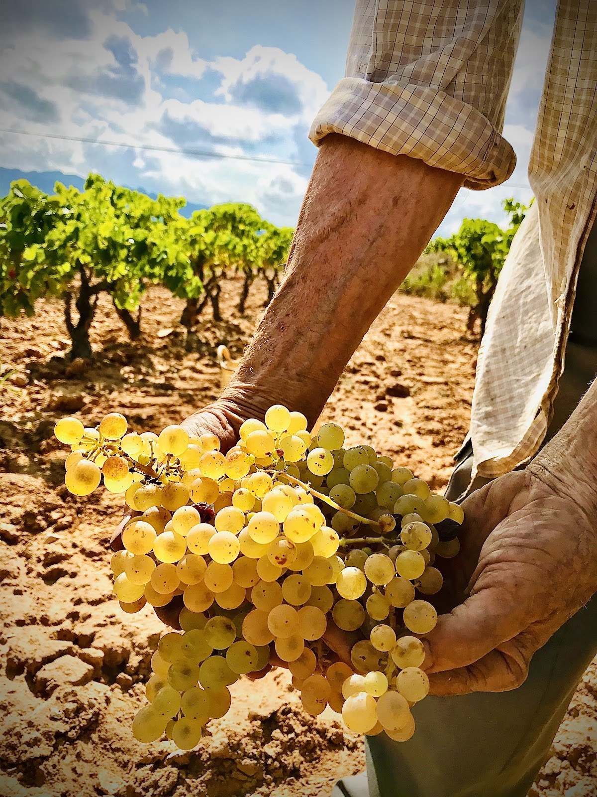 Celler Arrelats