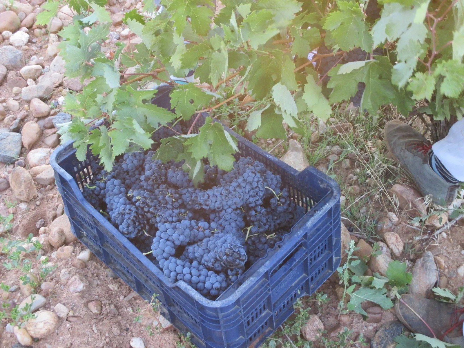 Bodega Campo de Toro S.L.