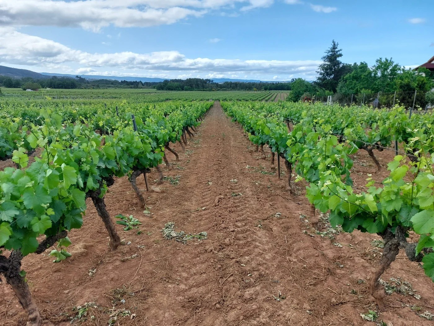 Bodegas Triay