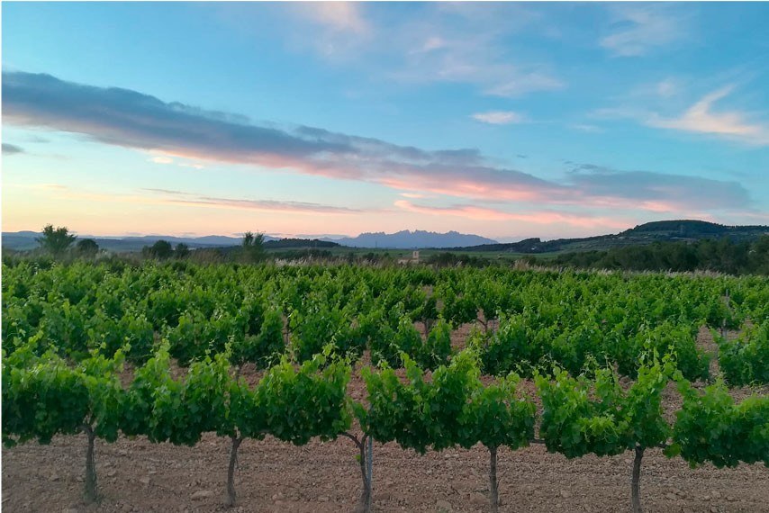 ARTCAVA WINERY