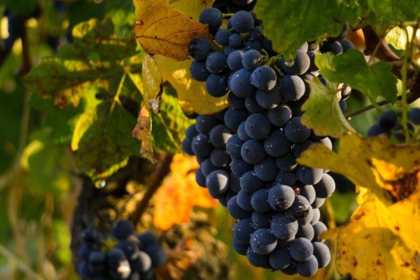 Bodegas y Viñedos Pedro Garcia