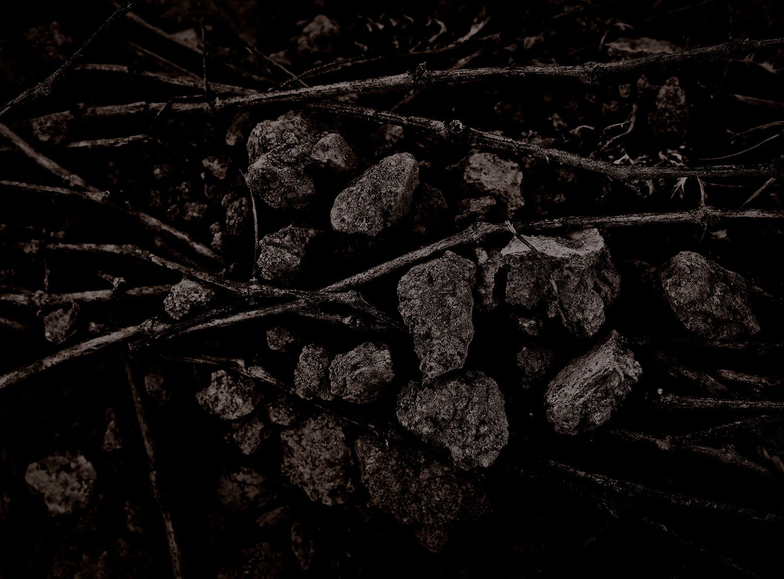 BODEGAS TIERRA