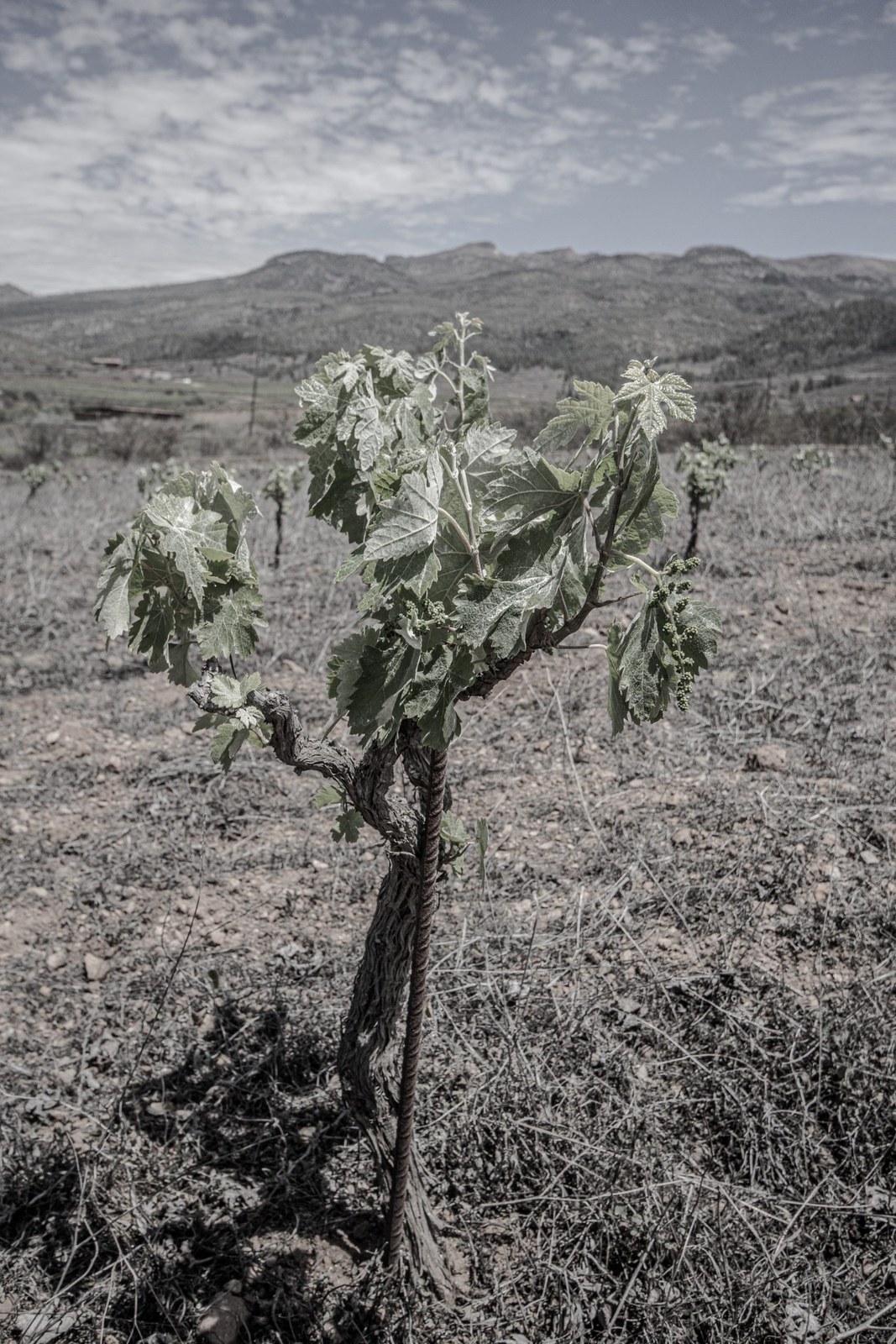 Bodega Endemic
