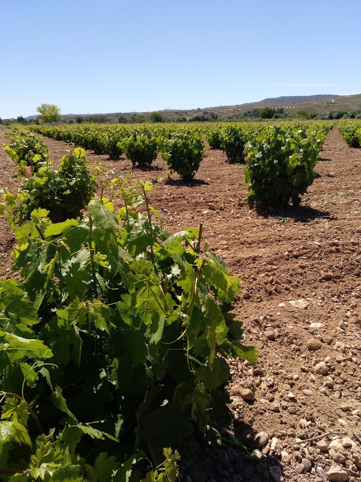 Bodega Cristian García Herrero