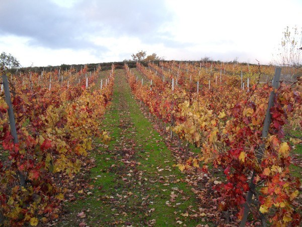 Bodega Alberto Ledo