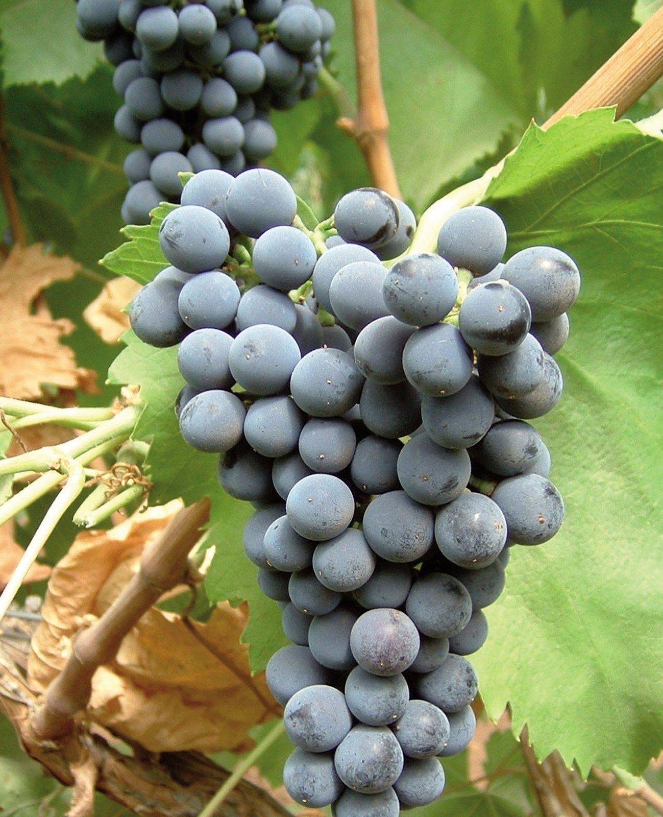 Bodega Hermanos Mesa