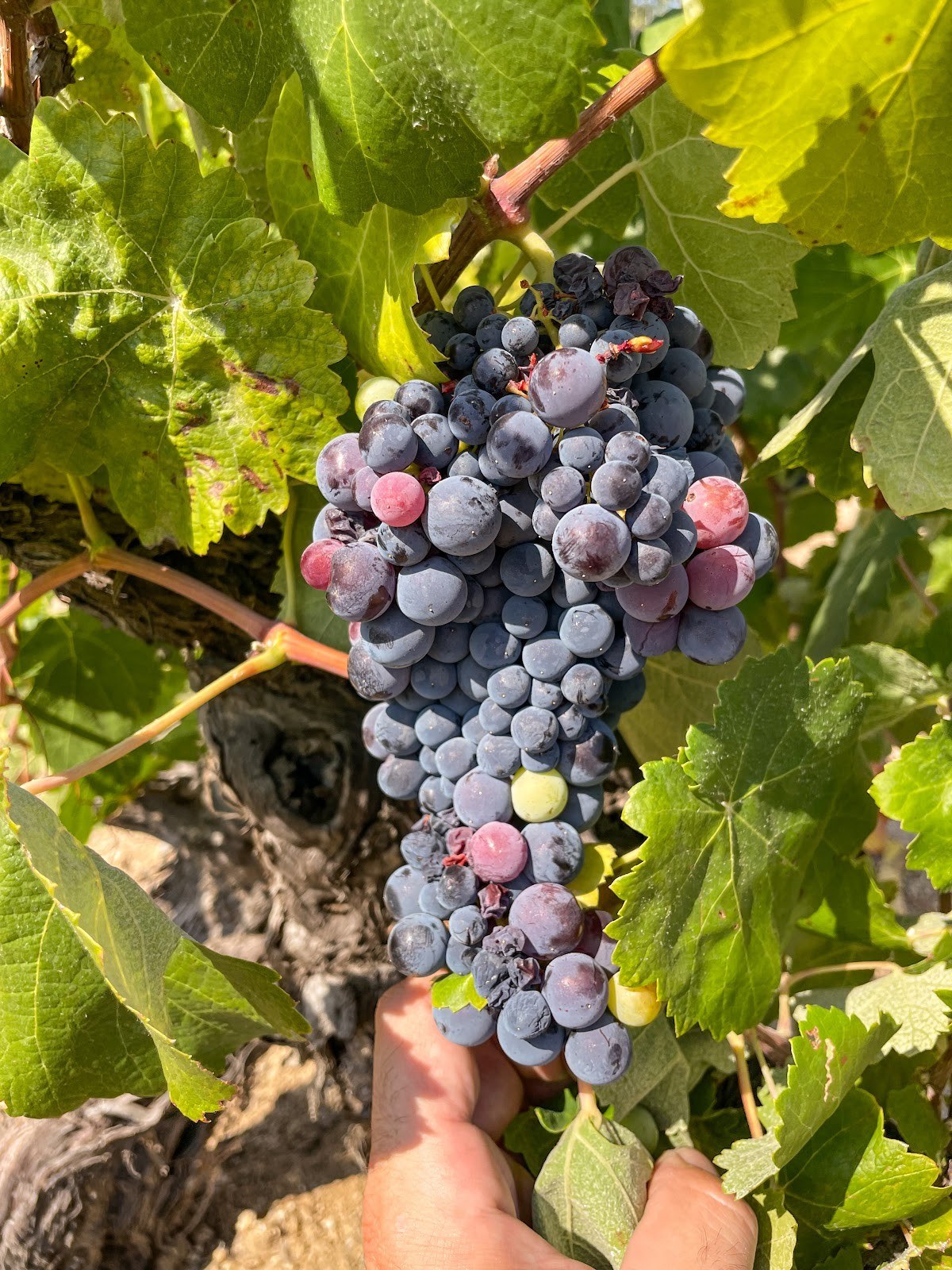 Bodegas Y Vinedos Bernabeleva