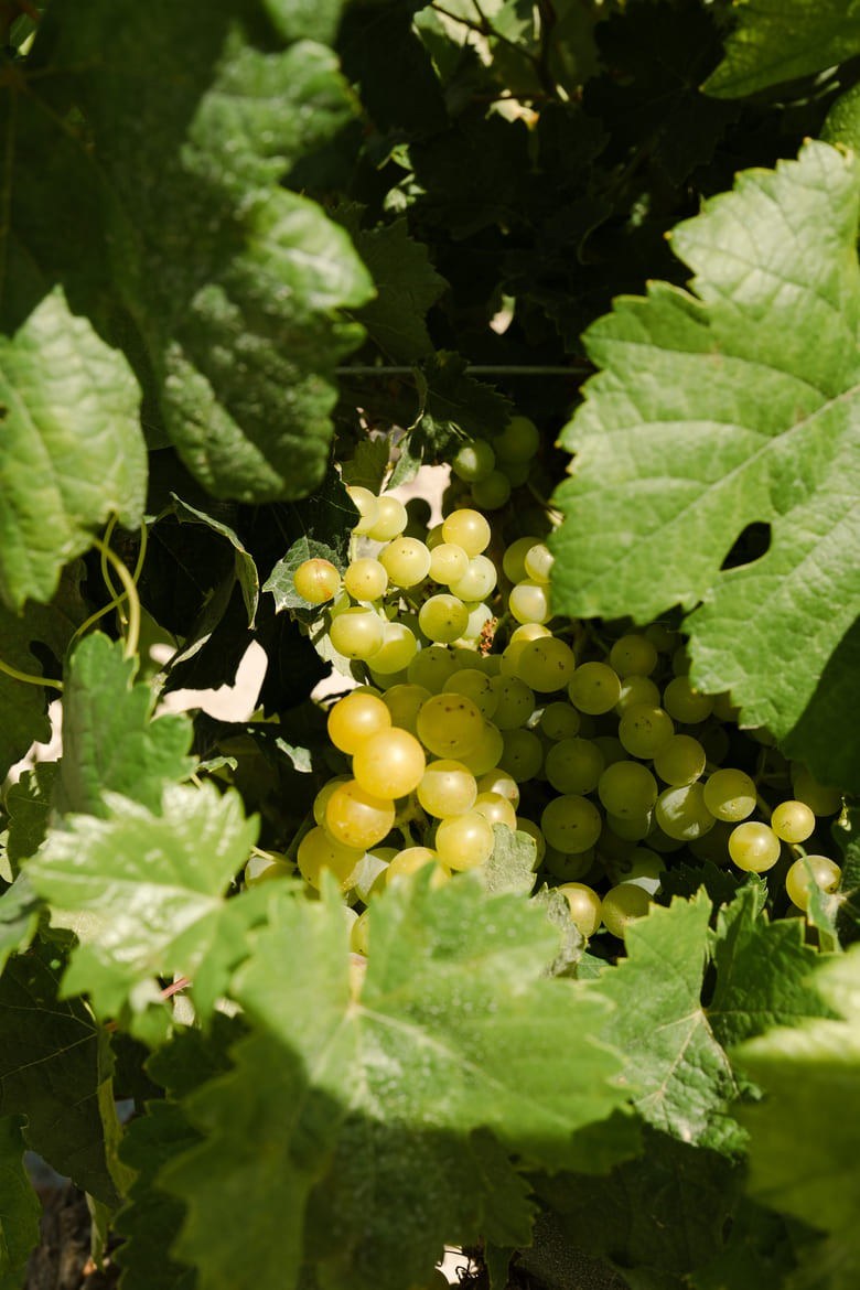 Manzanilla Gabriela