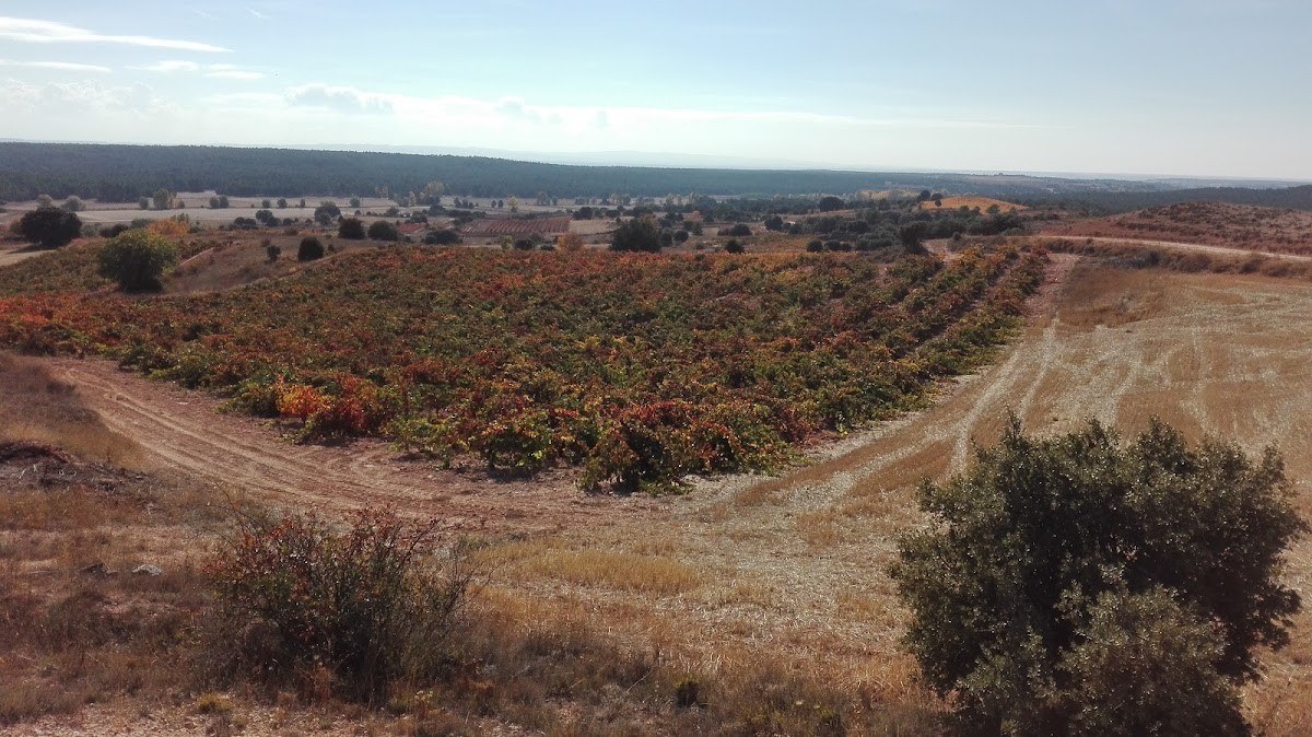Bodegas Ferratus