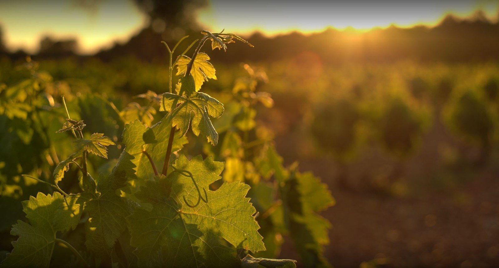 Bodegas Group Yllera