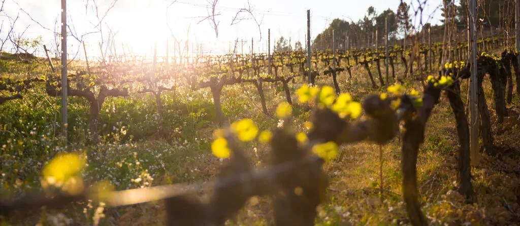 Bodegas Y Viñedos Gancedo