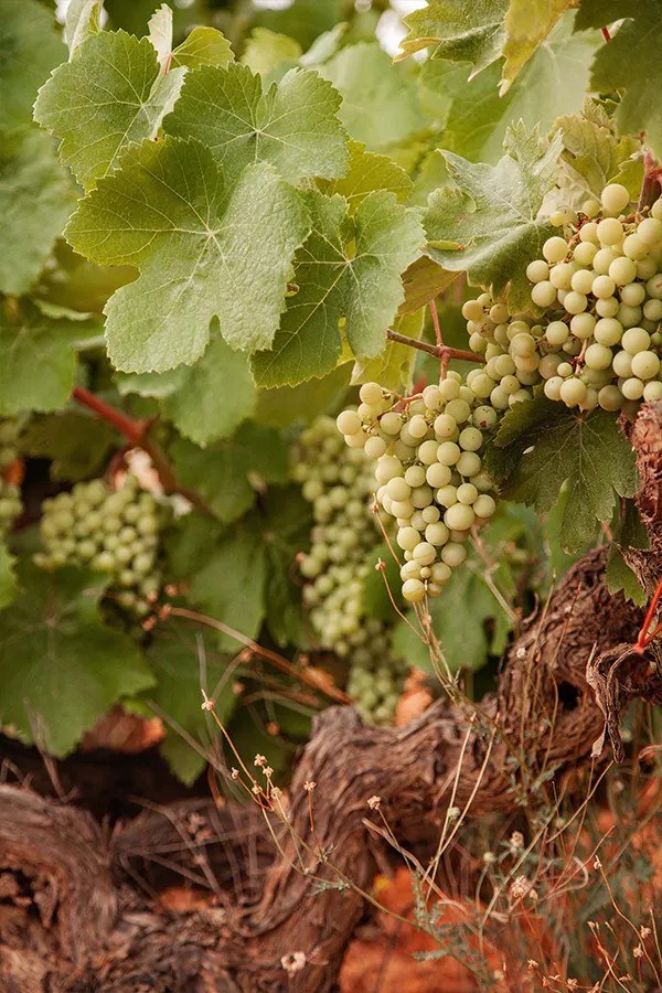Vins El Cep