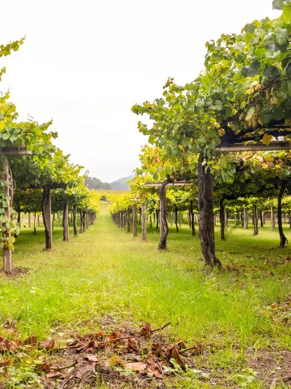 Bodegas Gran Vinum (Albariño D.O. Rías Baixas)