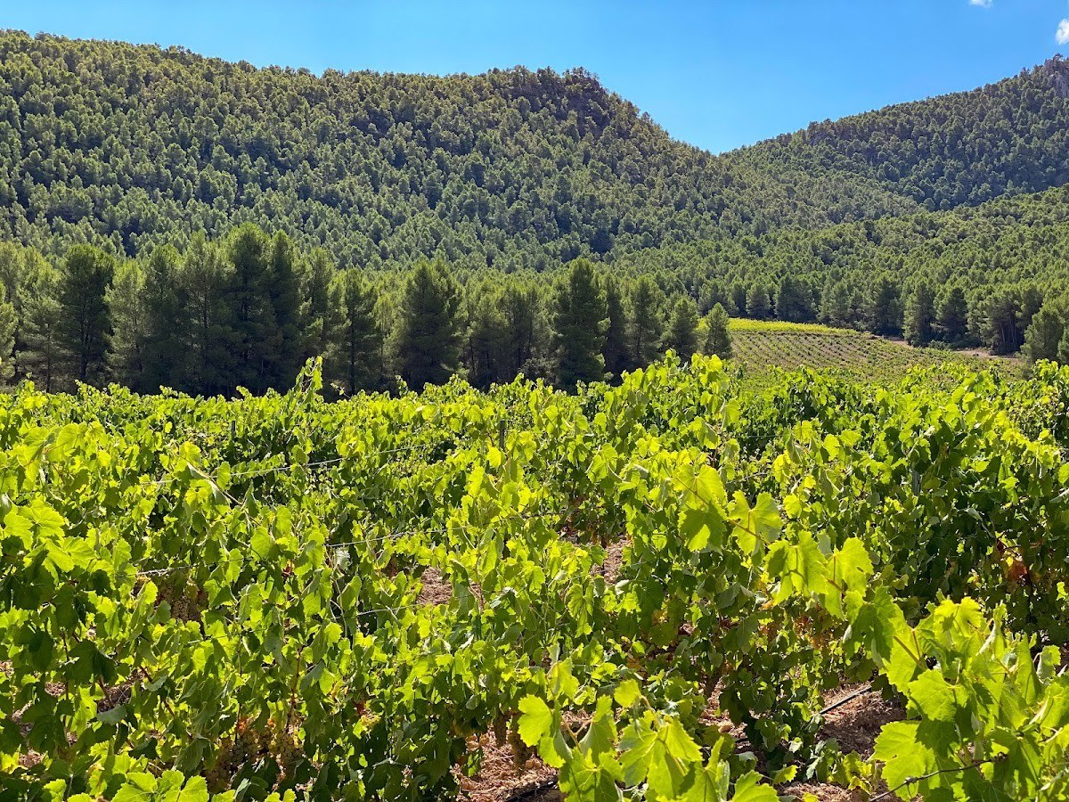 Bodegas Hydria