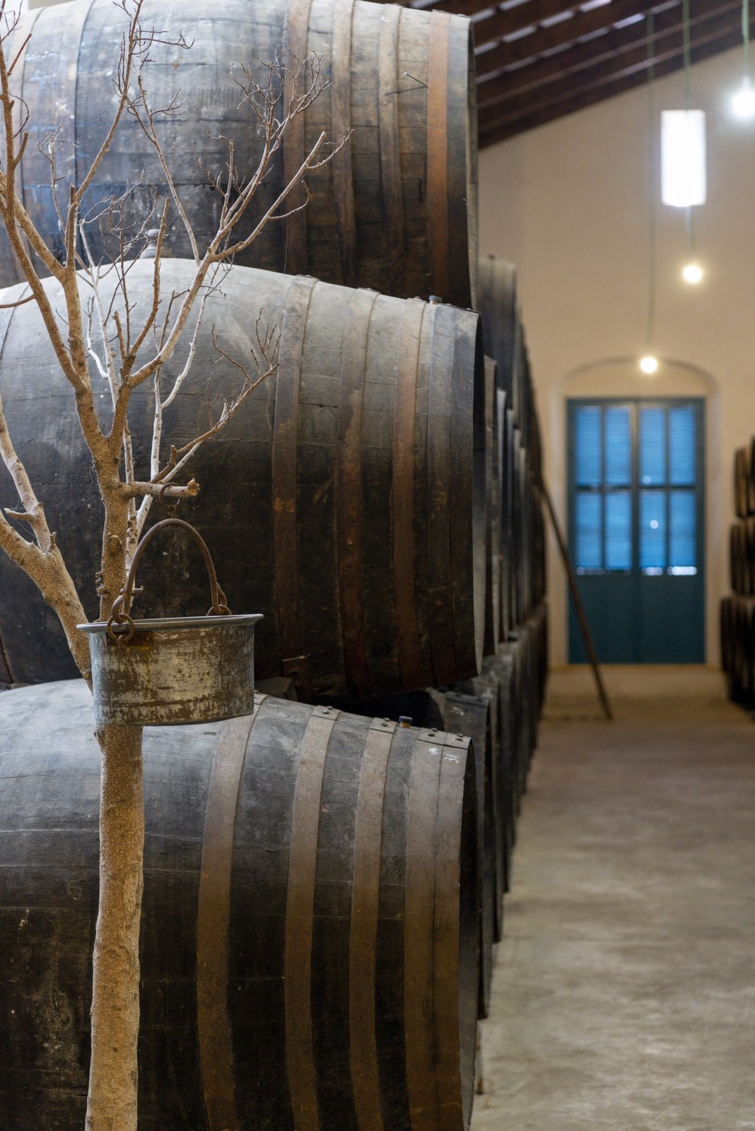 Vinos según Cede