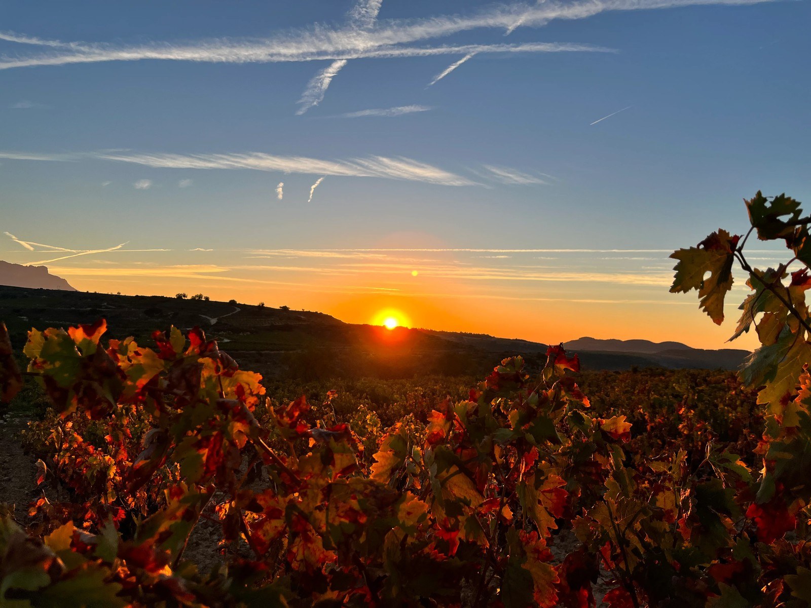 Bodegas Feco