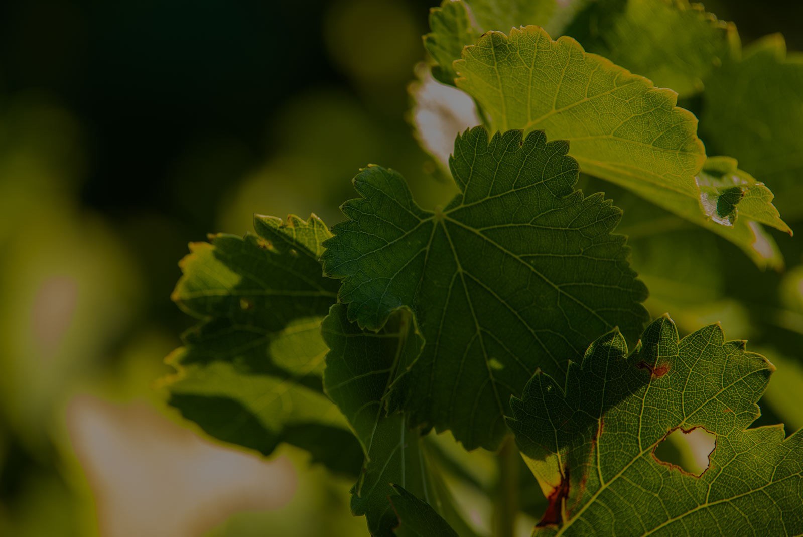 BODEGAS TEMPORE Vinos Ecológicos