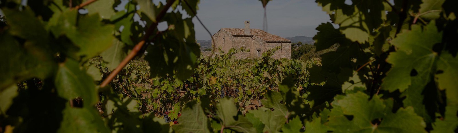 Vins de Pedra