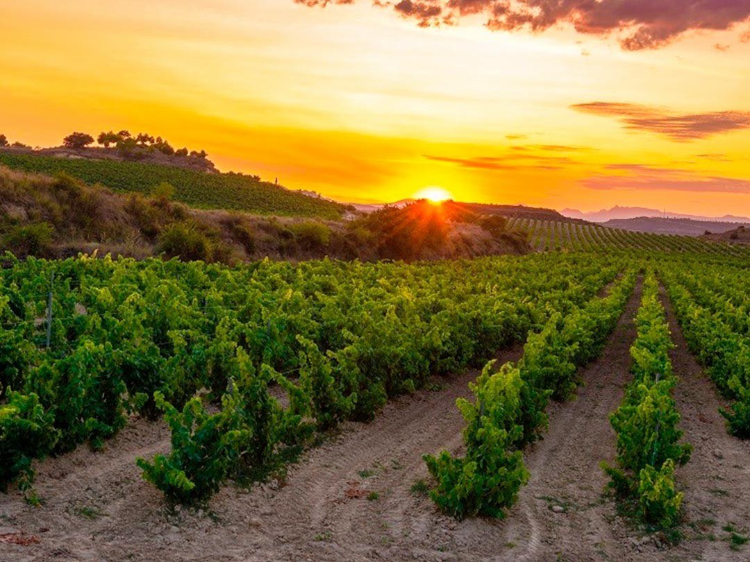 Bodegas Martínez Herrero SL - Venta de vinos