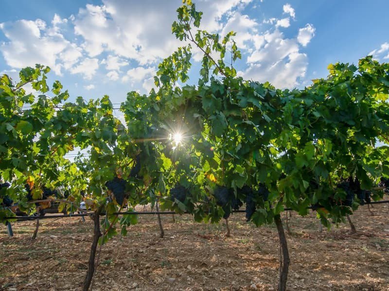 Bodegas Manchón-Mieres