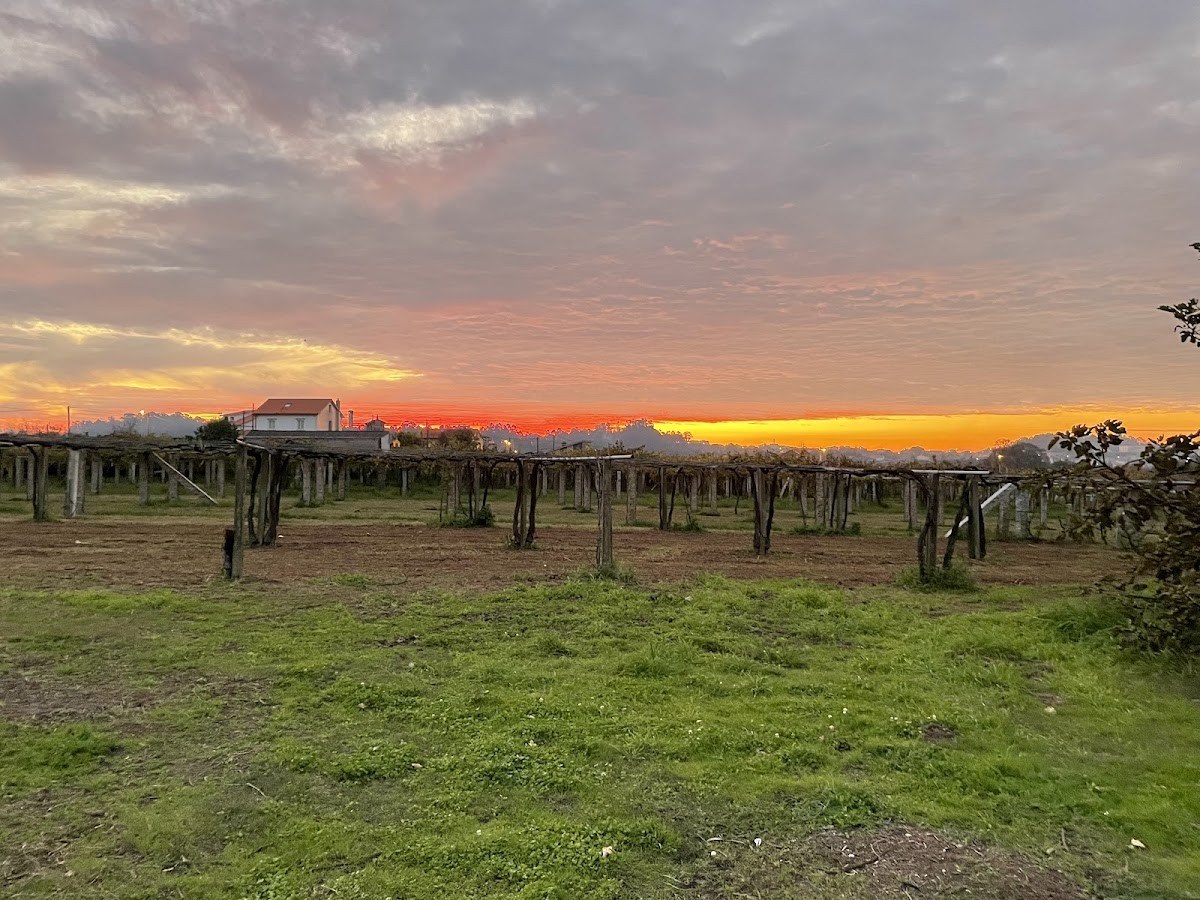 Bodega O Vello Bodegueiro