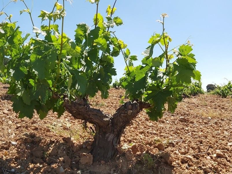 BODEGA VIÑA VALERA - Ribera del Duero