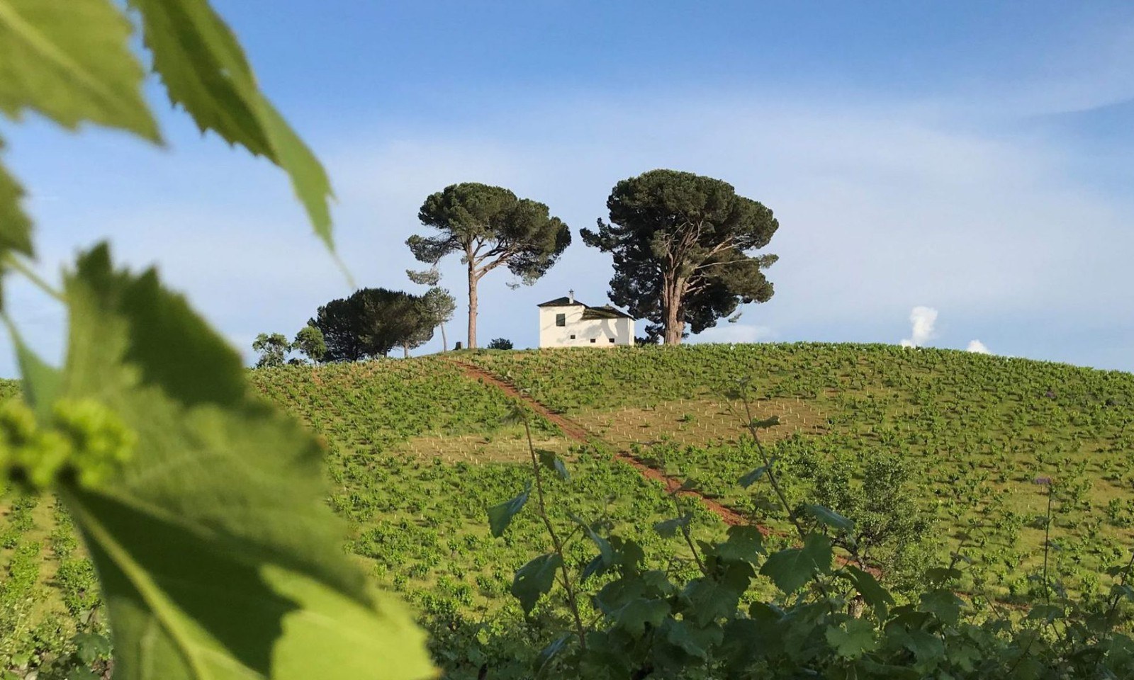 Cantariña Vinos de Familia