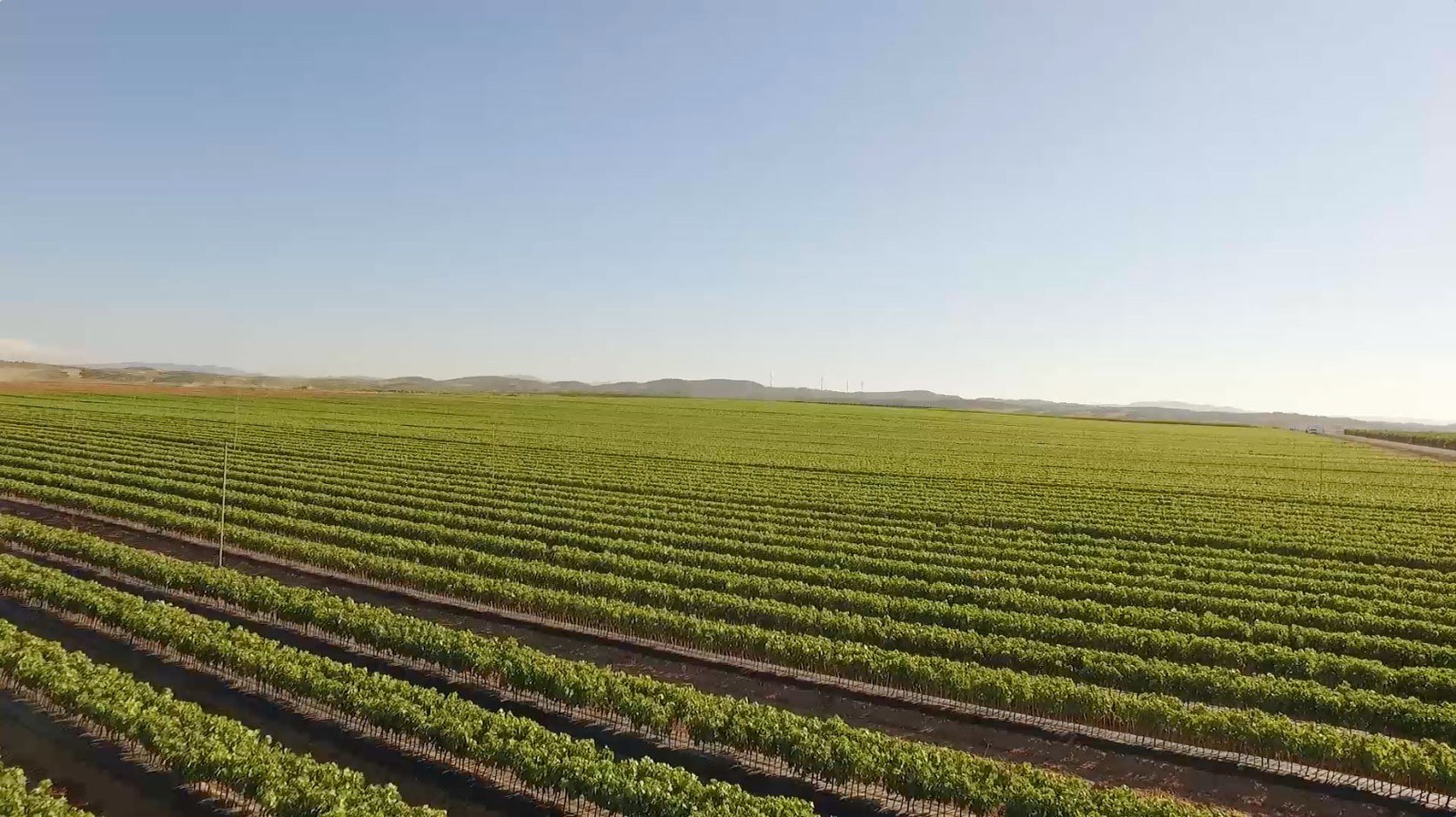 Bodegas Macaya