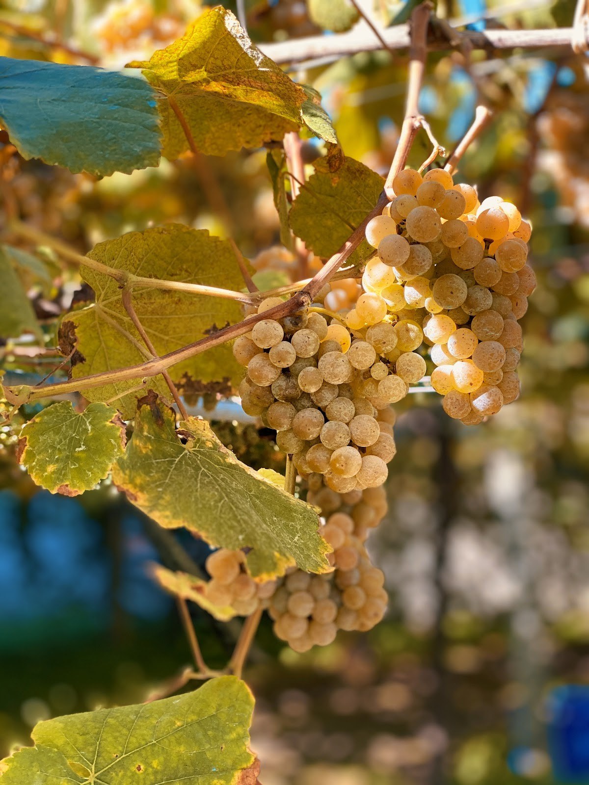 Bodegas Escudeiro S.L.