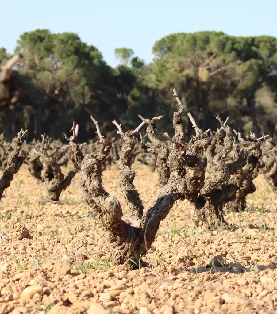 Bodegas y Viñedos Ponce S.L.