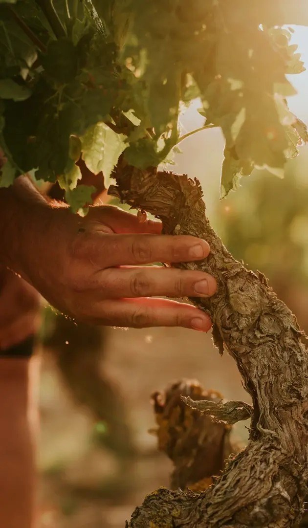 Bodega Viña Ijalba