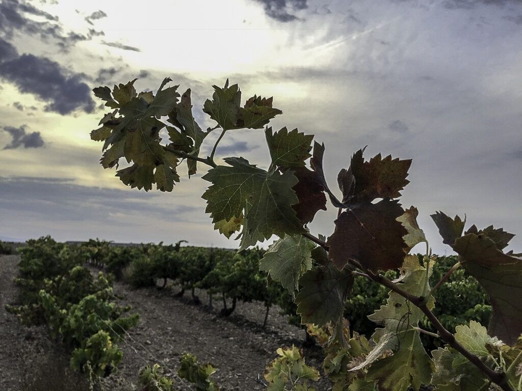 Bodegas Piedemonte