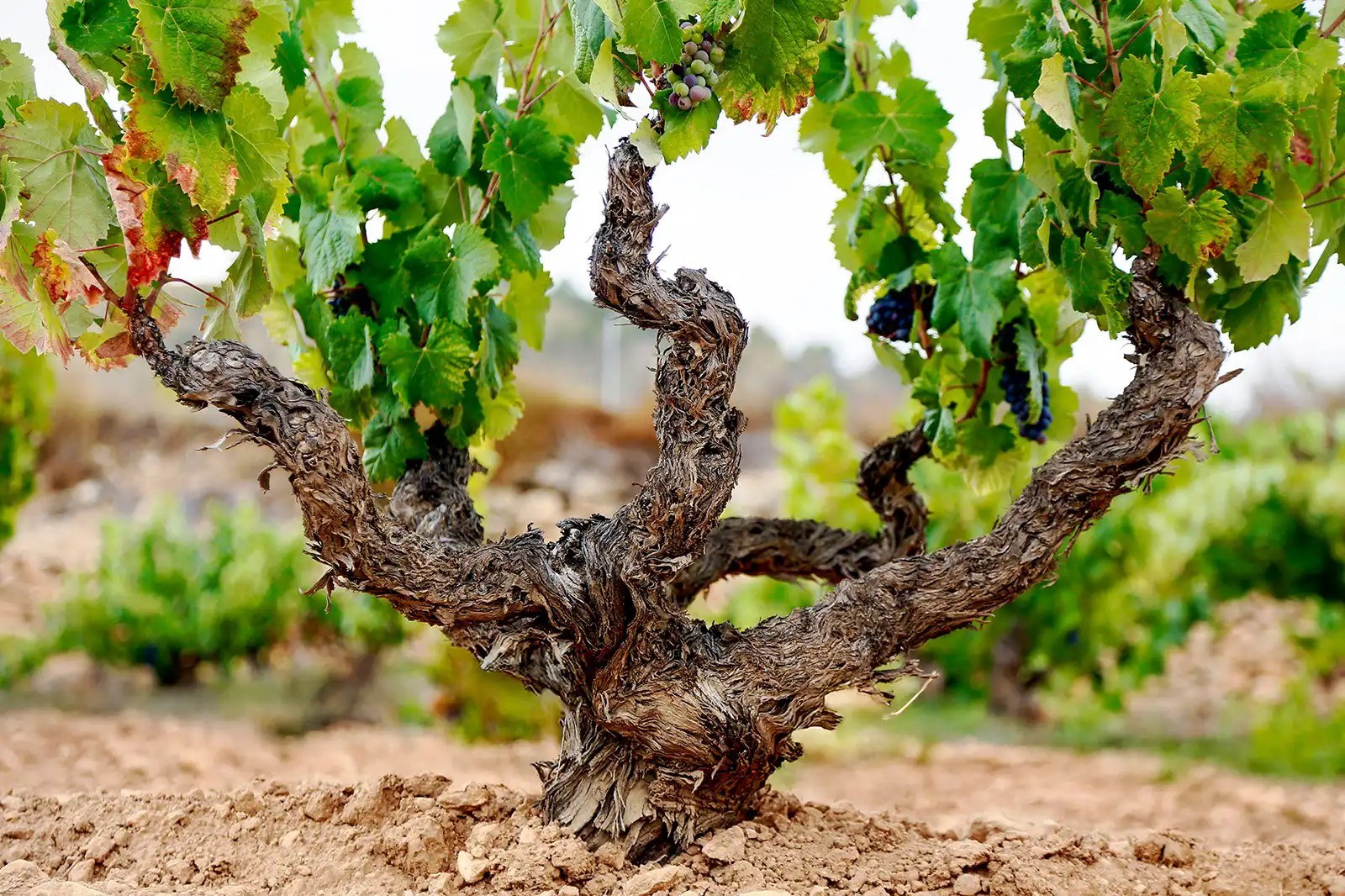 Bodegas Alejandro, S.L.