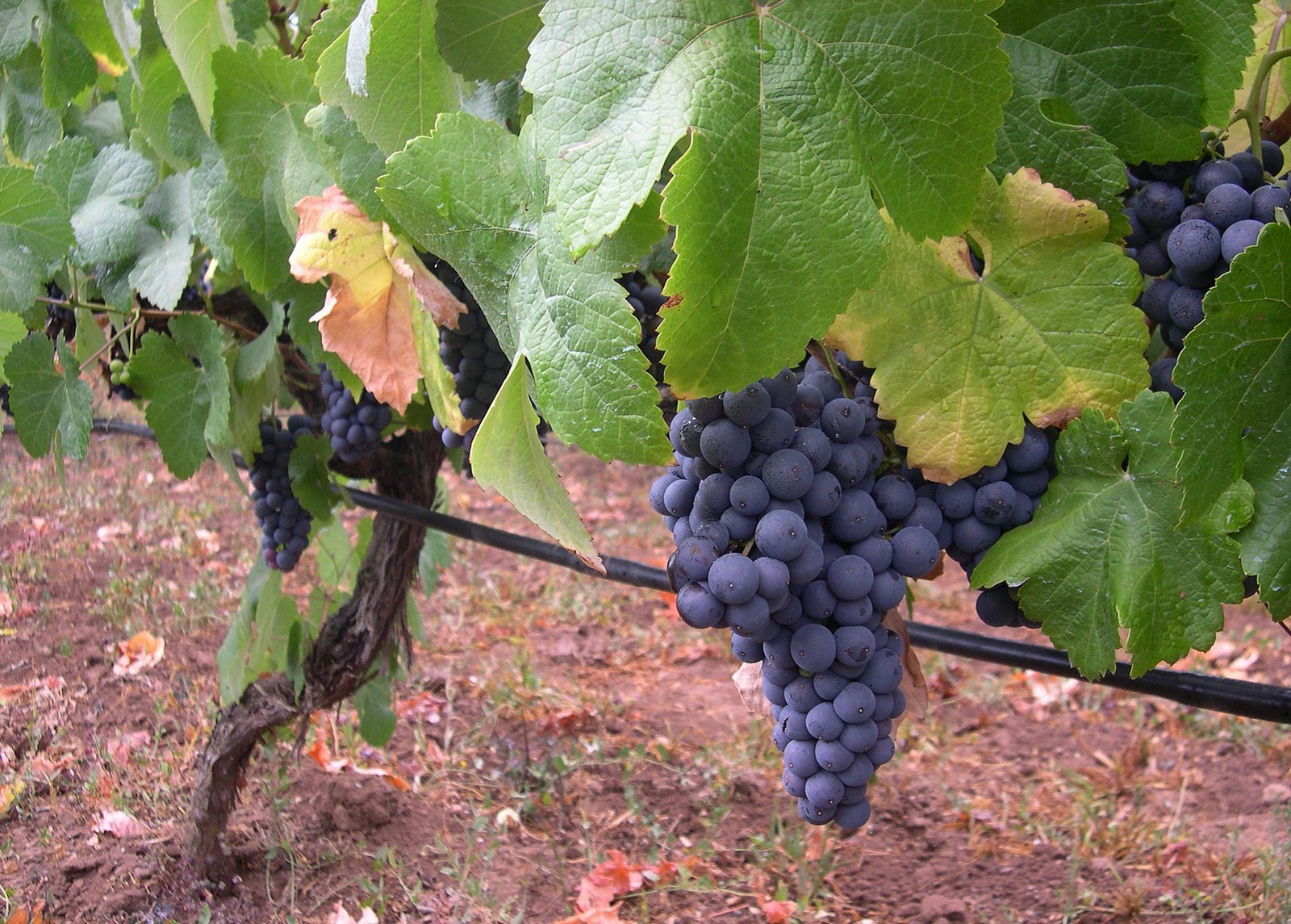 Bodegas Insulares Tenerife S.A.