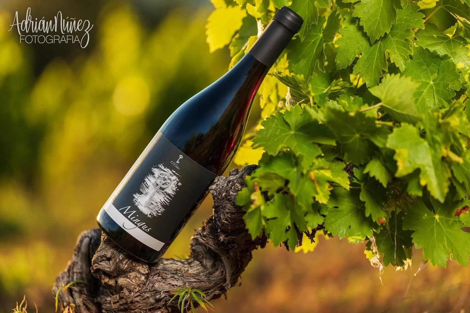 13 Viñas - Bodega y Viñedos - Vino del Bierzo