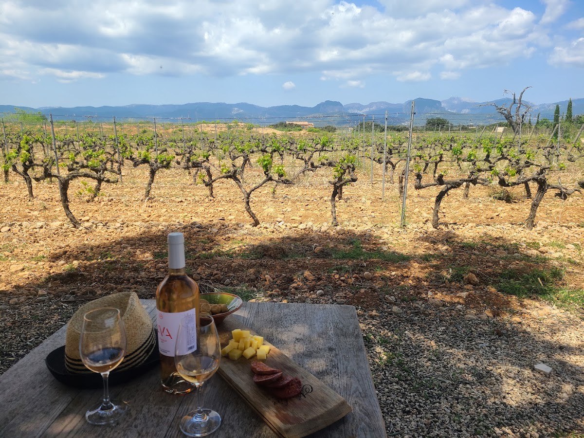 Bodega AVA Vi