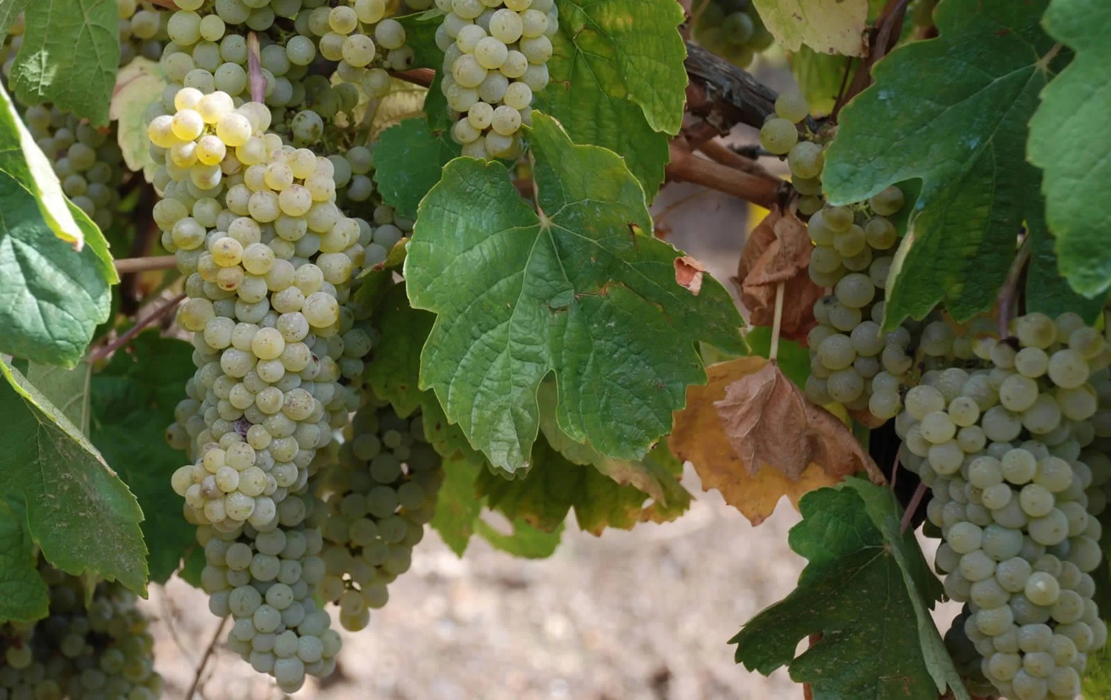Bodegas D'Berna.
