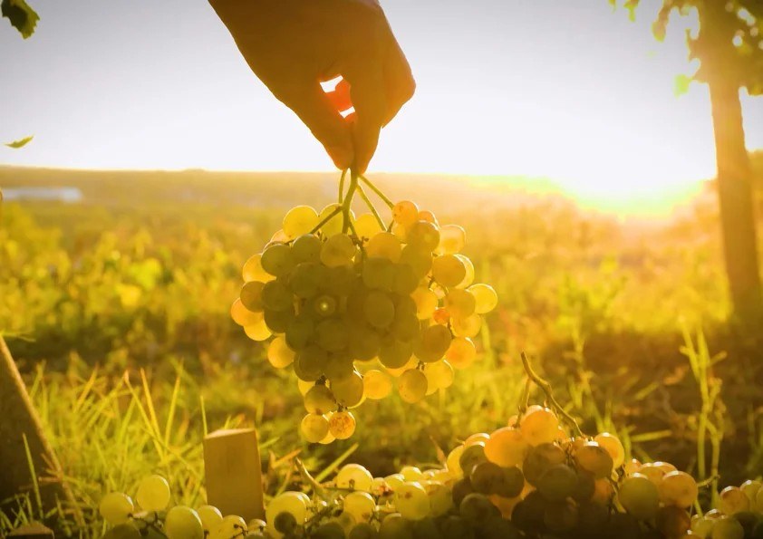 DON OCTAVIO Vinos & Bodega.
