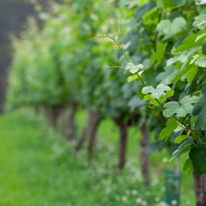 Bodega Gorka Izagirre