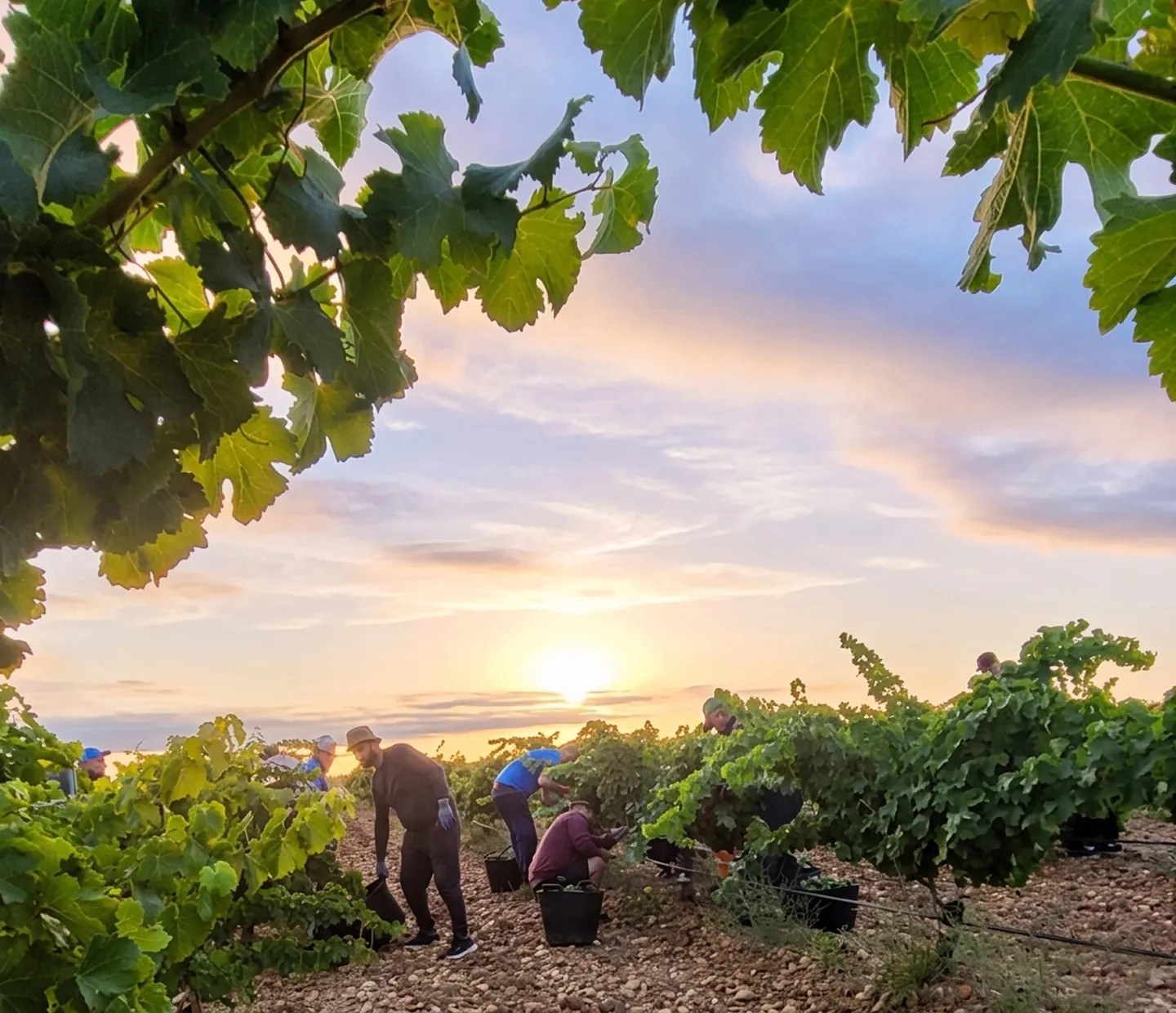 Bodegas Cyatho SL (Grupo Piérola)
