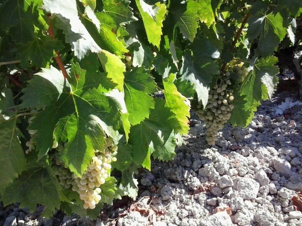 Bodegas La Aurora