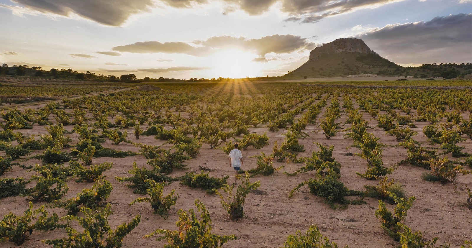 ASENSIO CARCELÉN Viñedos y Bodegas