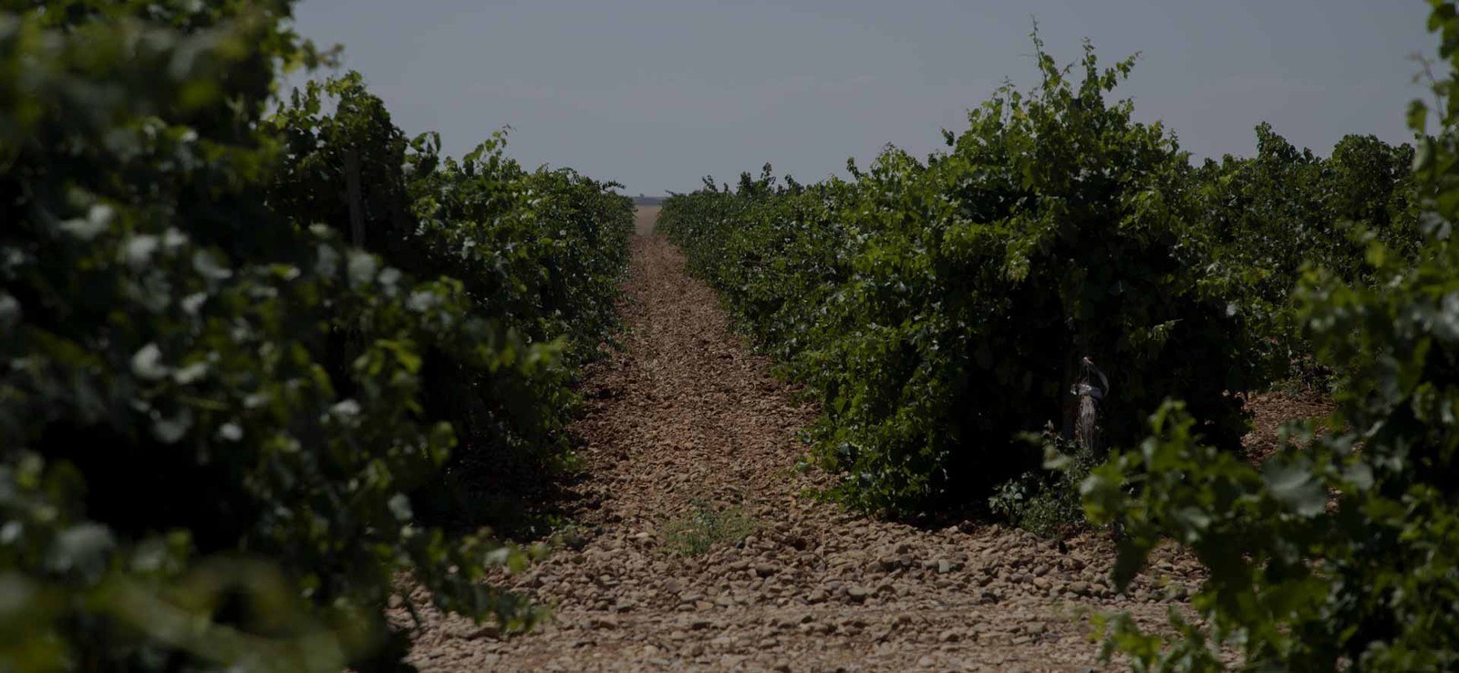 Bodega Valdecuevas